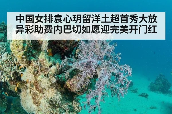 中国女排袁心玥留洋土超首秀大放异彩助费内巴切如愿迎完美开门红